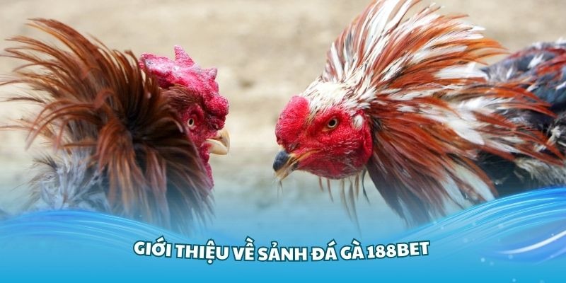 Giới thiệu đá gà 188bet