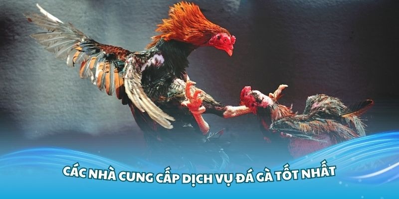 Nhà cung cấp đá gà 188bet