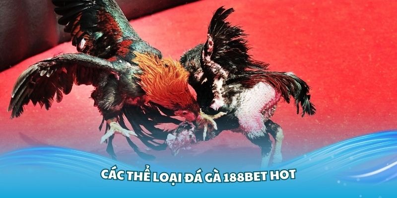 Các thể loại đá gà 188bet